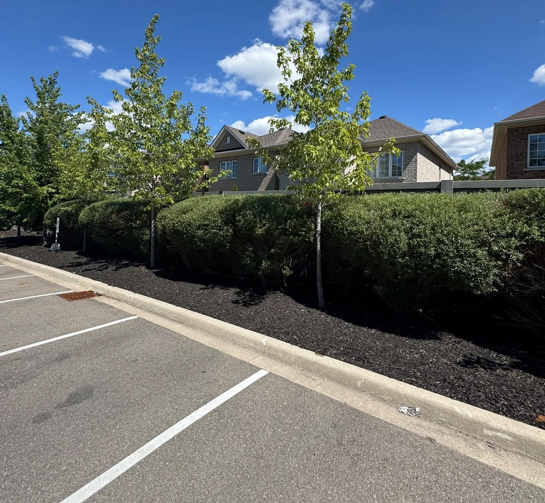 Clipped hedges and young trees in mulched beds beside marked parking spaces.