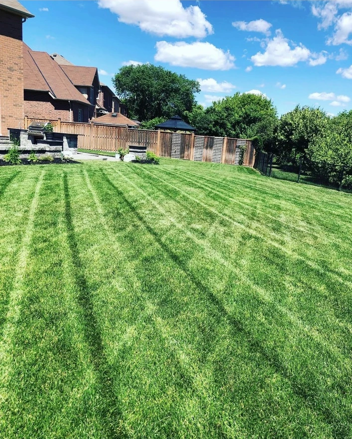 Striped backyard lawn beside a brick house, wooden fence and mature trees.